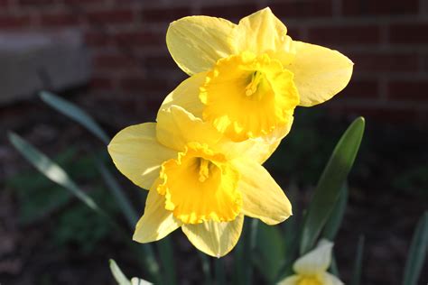 Yellow Silk Daffodil Flowers