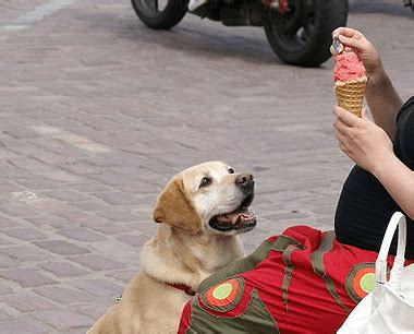 Maybe you would like to learn more about one of these? Canine Shop Blog: How Can I Stop My Dog Begging?