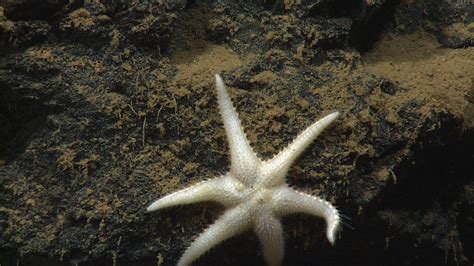 New And Rare Stars In The Abyss Of Puerto Rico Exploring Deep Sea