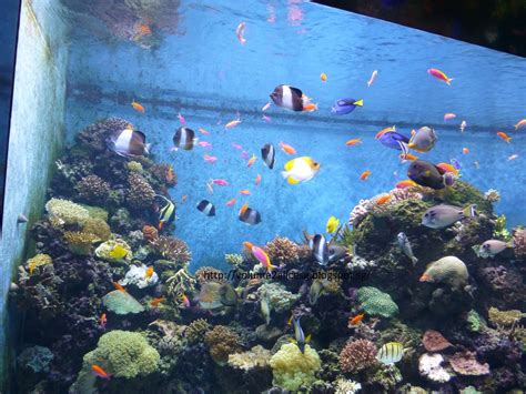 Alicesg Singaporemyhome Sea Aquarium Resort World Sentosa