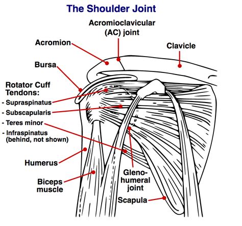 Supraspinatus, infraspinatus, ters minor,.et), using interactive. Your Complete Guide To Exercises for Shoulder Pain