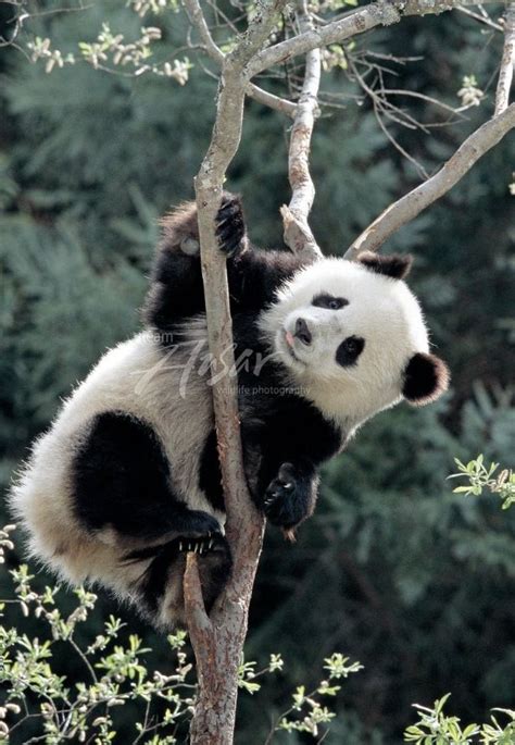Panda Bear In A Tree Panda Bear Animals Beautiful Cute Animals