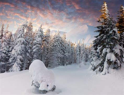 Winter Trees Mountains Forest Snow Snowdrifts Wallpapers Hd
