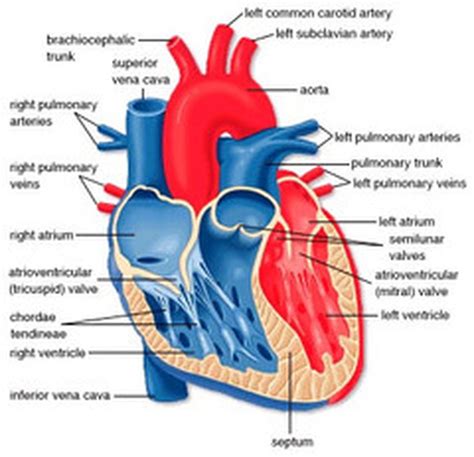 Heart Diagram The Human Heart