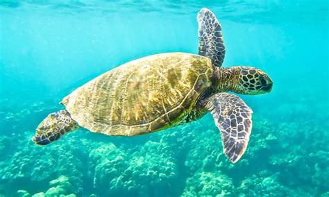 The Lives Of Green Sea Turtles