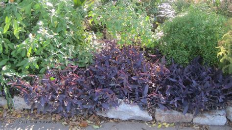 Purple Heart Shade Gardening In Central Texas Ground Cover Plants