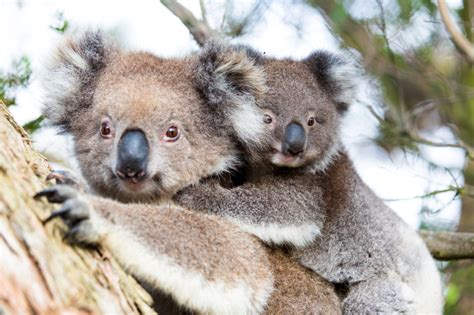 Gps Tracking Helps In Saving Australias Koala Bears