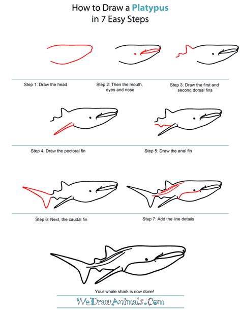 Get Megalodon Shark Drawing Easy Step By Step Images Wall Hd Phone Destop