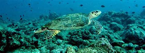 Sea Turtle Species Of The World Facts And Info