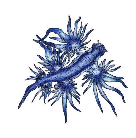 Blue Dragon Sea Slug Illustration Etsy