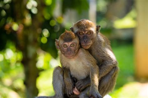 Premium Photo Two Little Monkeys Hugging
