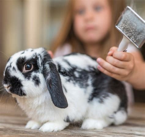 Summer Fun With Your Rabbits