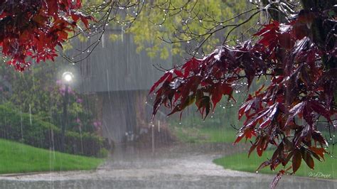 Aesthetic Autumn Rain Wallpapers Wallpaper Cave