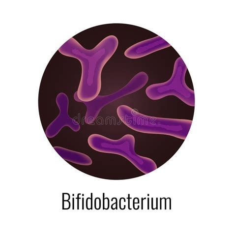 Bifidobacterium Bacteria Round Composition Stock Vector Illustration