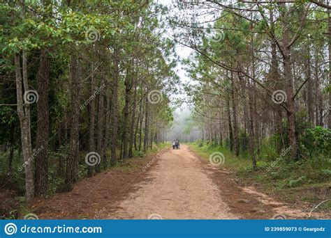 Pathway With Pine Forest At Phu Kradueng National Park Loei Thailand