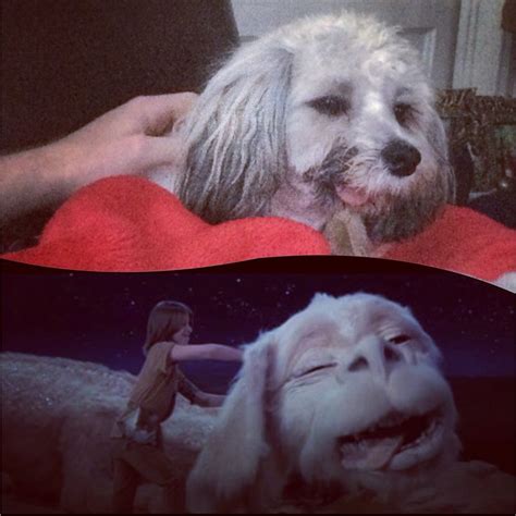 Whos Who Look Alikes Jamesy And Falcor The Luck Dragon From The