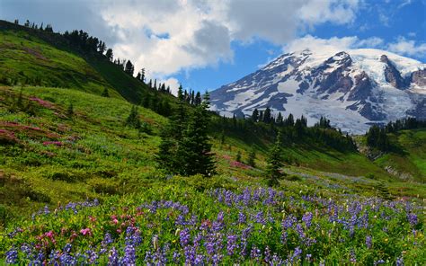 Download Wallpaper 3840x2400 Slope Flowers Mountains Trees 4k Ultra