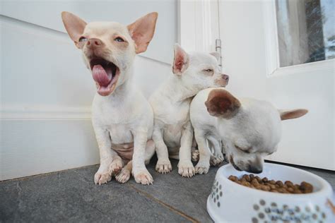 Real chicken is its main ingredient for the development of lean muscle. Our Complete Guide To The Best Dog Food For Chihuahuas