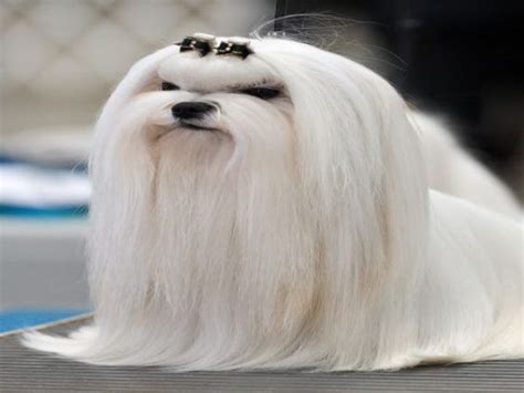 Cute hairstyles for men come in many forms. 15 Very Interesting and Funny Dog Haircuts - This Way Come ...