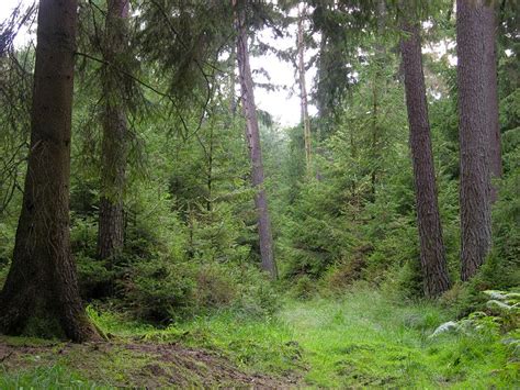 The Area Of Danish Forests Are Increasing Wild About Denmark