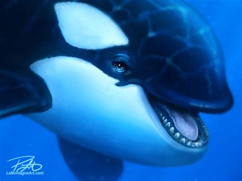 Orca Eyeball