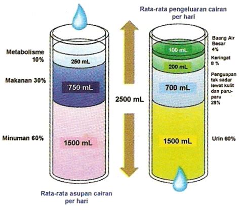 Kandungan air tubuh manusia sebagian besar terdiri dari air. Fisiologi Cairan Tubuh Manusia ~ Berbagi Ilmu