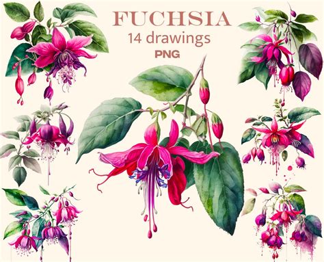 Fuchsia Clipart Watercolor Png Flowers Digital Print Etsy