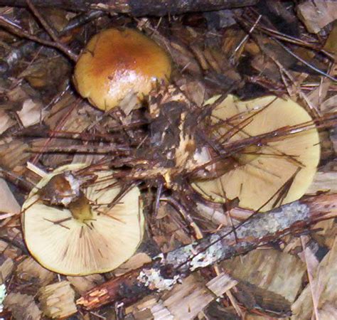 North East Yellow Mushrooms Growing In Pine Mulch Mushroom Hunting