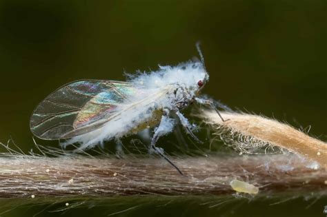 Woolly Aphids Pictures Az Animals