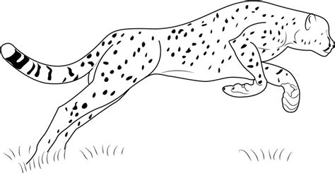 Maybe you would like to learn more about one of these? Cheetah Color Images - Pata Sauti