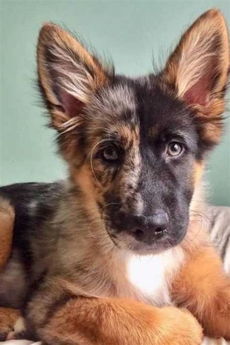 German shepherd Mix | Shepherd mix puppies, Baby german shepherds, Australian shepherd dogs