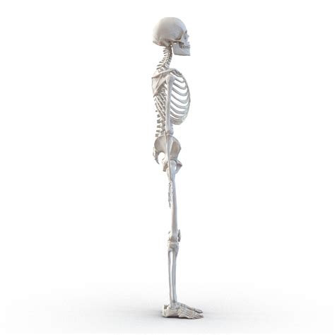 Human Male Skeleton 3d C4d