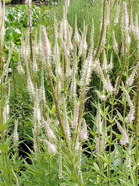 The birdeye speedwell flowers nearly over the whole year. Veronicastrum virginicum 'Alba' / Kandelaber-Garten ...