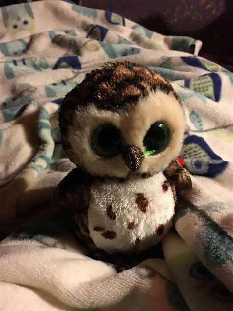 Even Stuffed Owls Teddy Bear Teddy Owl