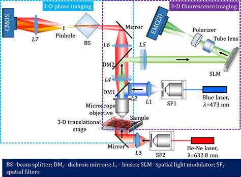 Common Path Multimodal Three Dimensional Fluorescence And Phase Imaging