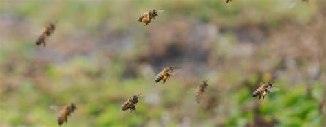 5 Facts About Bees That Will Blow Your Mind Alvéole