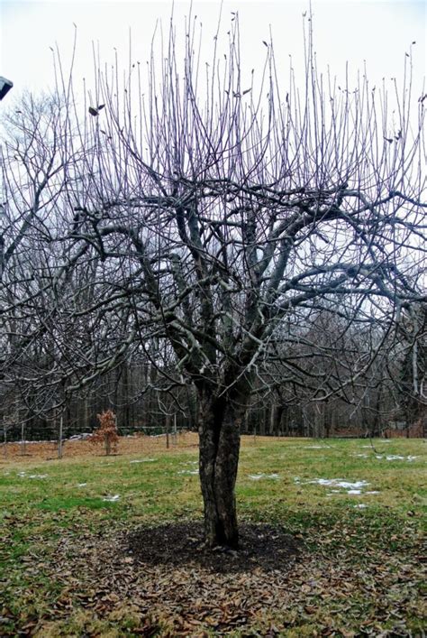 How To Prune A Pear Tree The Housing Forum