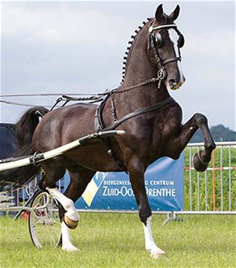 dutch harness horse breed information history  pictures