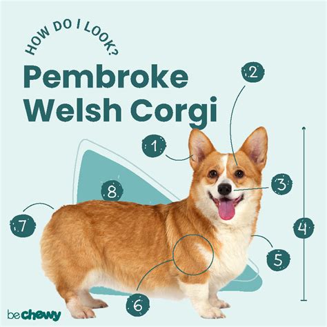 Pembroke Welsh Corgi Breed Characteristics Care And Photos Bechewy