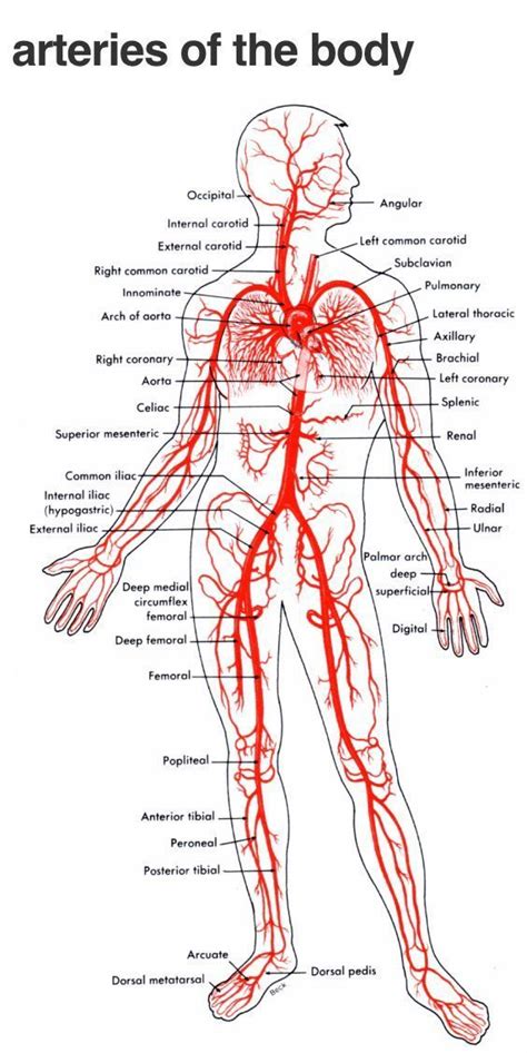 Arteries Human Body Anatomy Human Anatomy And Physiology Muscle Anatomy Nursing School Notes