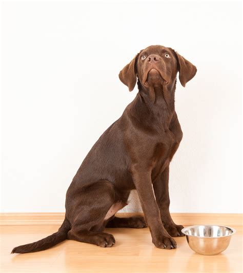 Questions to ask yourself when choosing a dog food for your labrador Best Large Breed Puppy Food - Make The Right Choice