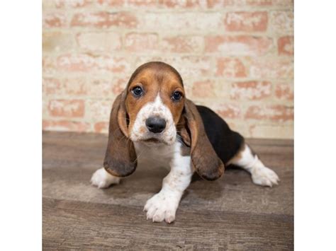 Stonewall farm bassets is a prouder breeder of basset hounds and irish terriers in ava, mo for loving homes around the country. Basset Hound Puppies - Petland Pets & Puppies Chicago Illinois