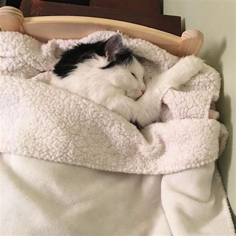 Cat Rescued From Terrible Conditions Now Sleeps In Her Tiny Doll Bed
