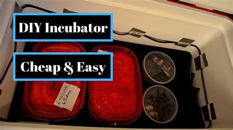My favorite way to build and set up an incubator at home. DIY Incubator | Cheap and Easy Home Made Reptile Egg Incubator - YouTube