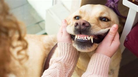 How Much Does Teeth Cleaning For Dogs Cost Forbes Advisor