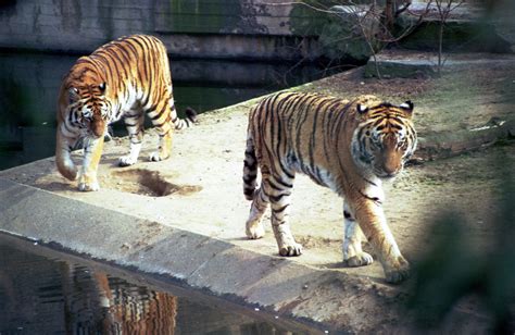 Tiger Im Kölner Zoo 2 Foto And Bild Tiere Zoo Wildpark And Falknerei