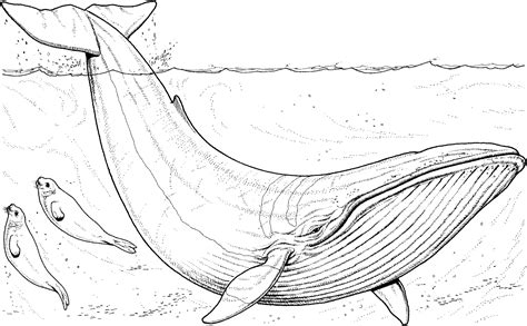 The picture featured here in this killer whale coloring sheet would make. Whale Coloring Pages