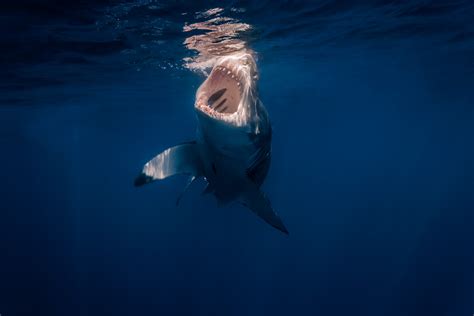 Great White Shark Jaws Open