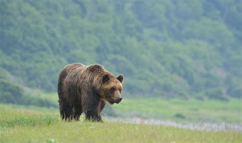 Why Do Brown Bears Frequent Towns More Than Before Mirage News