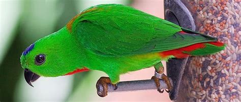 Burung Serindit Yang Lucu Unik Dan Memikat ~ Aneka Burung Nusantara